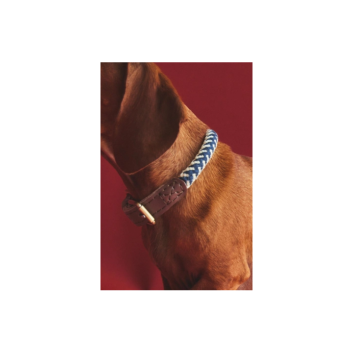 Ошейник для собак из цветной шнурки