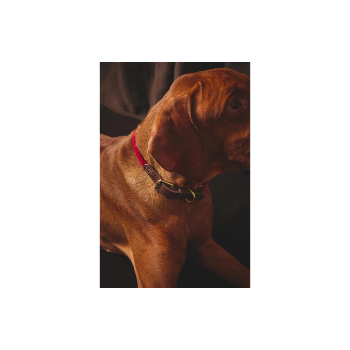 LEATHER AND ROPE DOG COLLAR