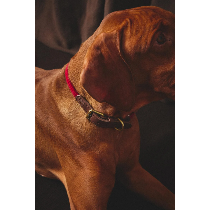 LEATHER AND ROPE DOG COLLAR